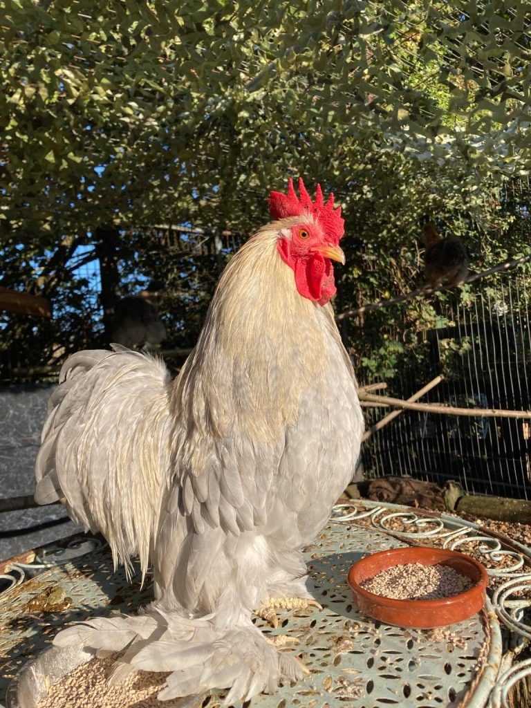 Kev the cockrel